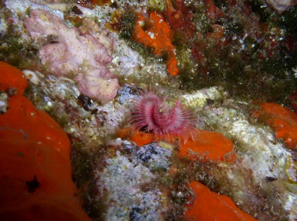 Serpule  Serpula vermicularis